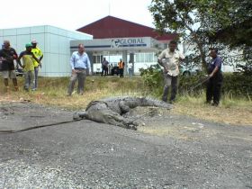 'Crock found at Albrook, Panama, now  – Best Places In The World To Retire – International Living